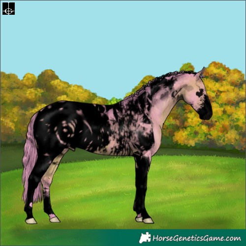 Horse Color:ERROR: UNKNOWN ANOMALY