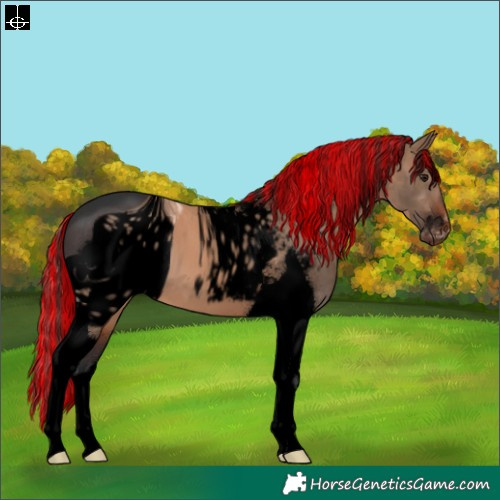 Horse Color:ERROR: UNKNOWN ANOMALY