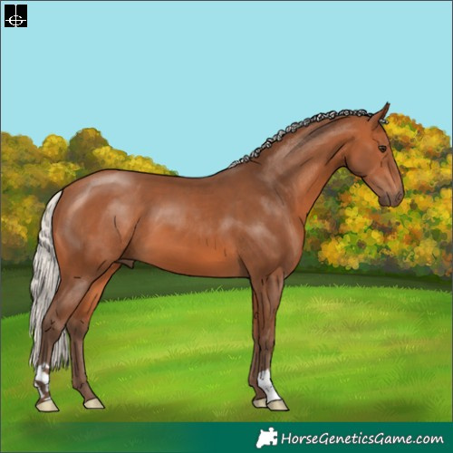 Horse Color:Silver Bay 