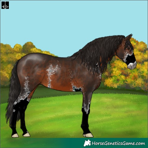 Horse Color:Gray Bay Sabino