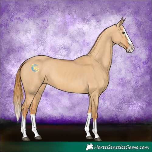 Horse Color:Red Dun Splash 