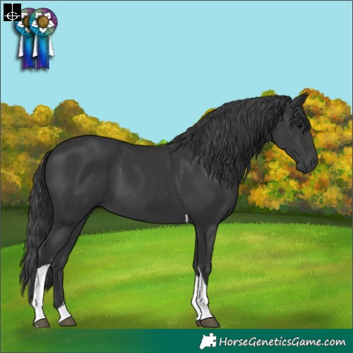 Horse Color:Black Tobiano