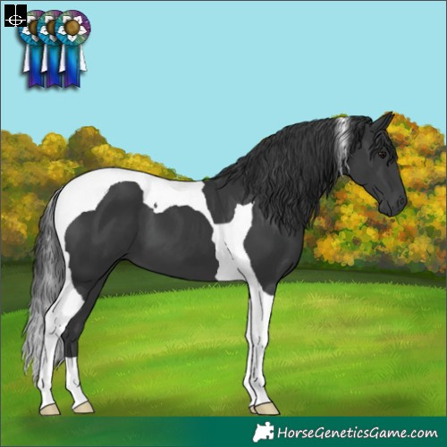 Horse Color:Black Tobiano 