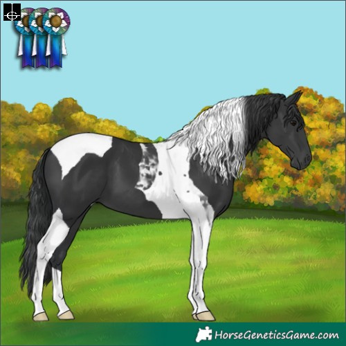 Horse Color:Black Tobiano