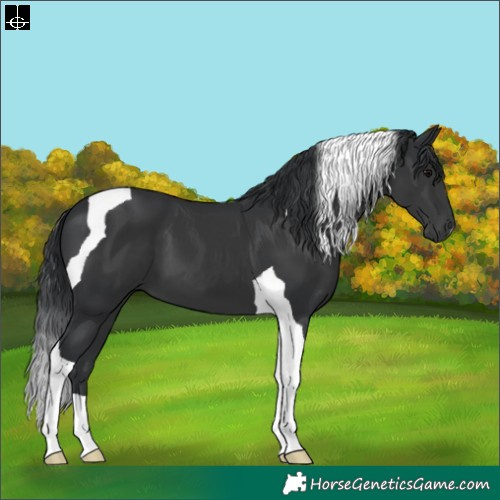 Horse Color:Black Tobiano