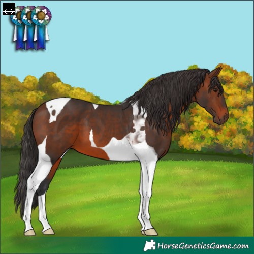 Horse Color:Brown Tobiano 