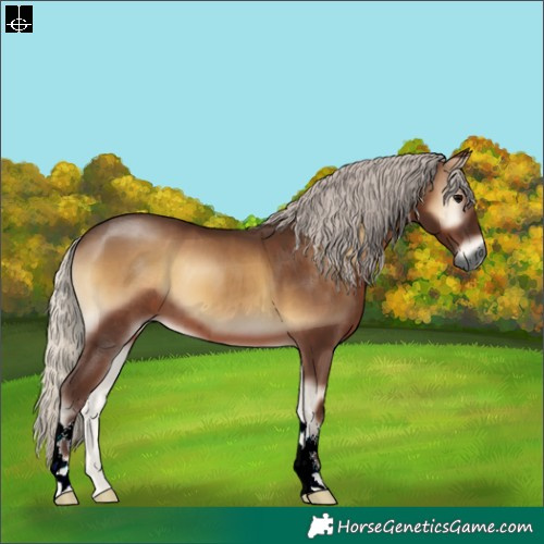 Horse Color:Gray Silver Blue Onyx 