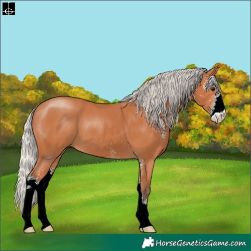 Horse Color:Silver Bay Sabino
