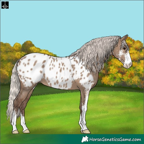 Horse Color:Silver Grullo Sabino Appaloosa