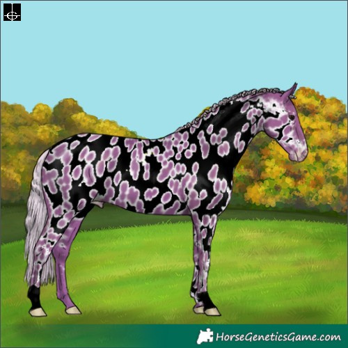 Horse Color:Watercolor Silver Black Appaloosa 