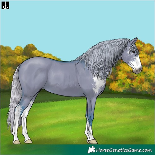 Horse Color:Gray Watercolor Silver Grullo Sabino 