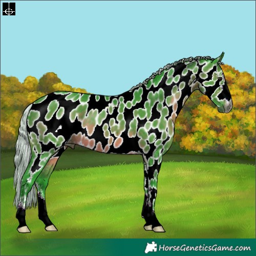 Horse Color:Gray Watercolor Silver Brown Sabino Appaloosa