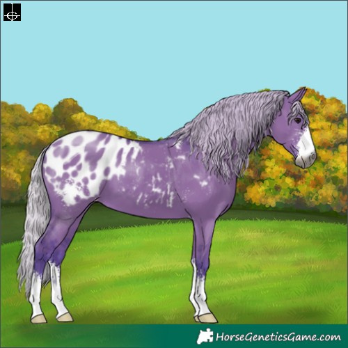Horse Color:Gray Watercolor Silver Grullo Sabino Appaloosa 