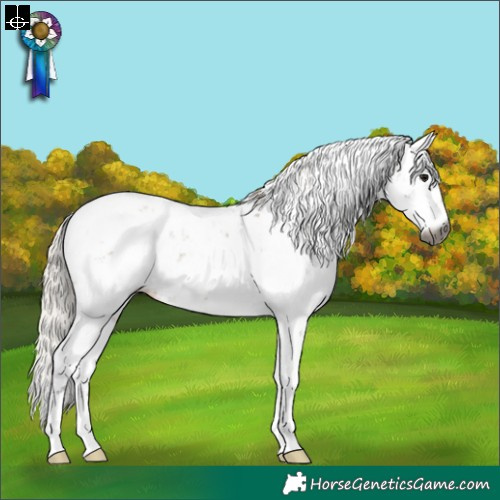 Horse Color:Gray Silver Grullo Sabino Appaloosa