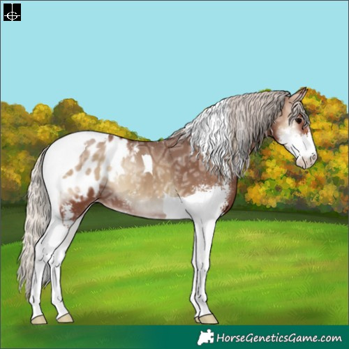 Horse Color:Silver Blue Onyx Ice Sabino Tobiano Appaloosa 