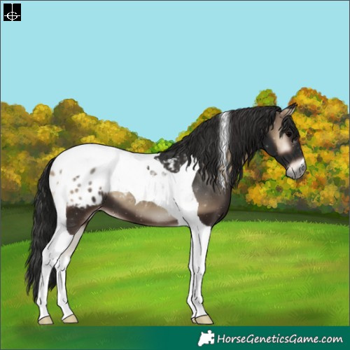 Horse Color:Gray Blue Onyx Tobiano Appaloosa 
