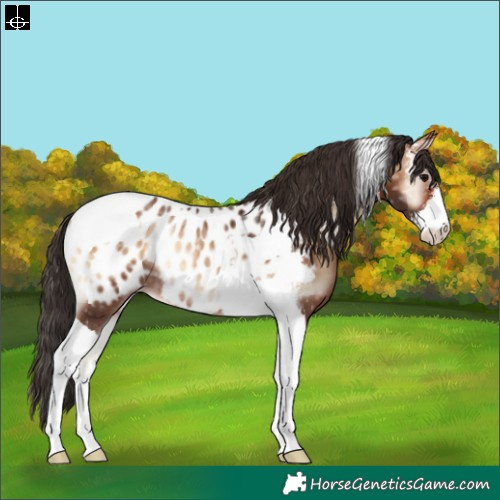 Horse Color:Bay Ice Onyx Sabino Tobiano Appaloosa Rabicano
