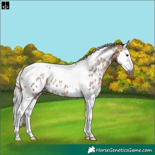Horse Color:Gray Silver Bay Ice Dun Splash Tobiano Appaloosa 