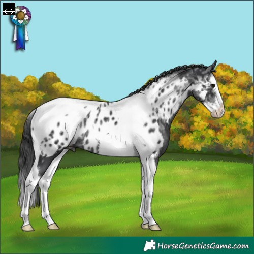 Horse Color:Black Ice Splash Tobiano Appaloosa Rabicano 