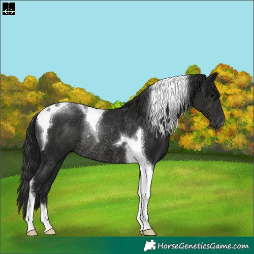 Horse Color:Gray Black Tobiano Rabicano 