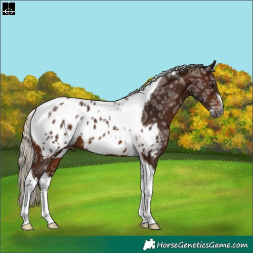 Horse Color:Gray Silver Bay Ice Sabino Tobiano Appaloosa 