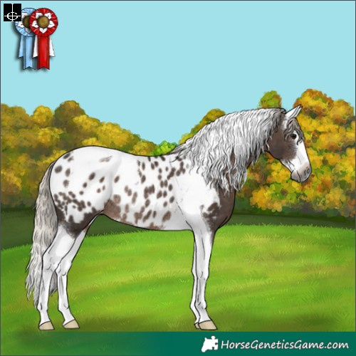 Horse Color:Gray Silver Black Splash Tobiano Near Leopard Rabicano 