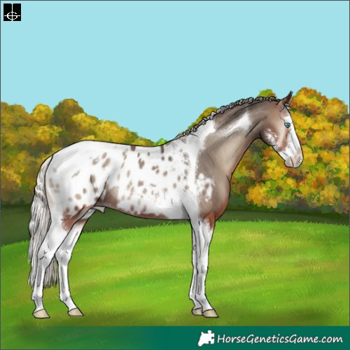 Horse Color:Silver Blue Onyx Sabino Splash Tobiano Appaloosa Rabicano