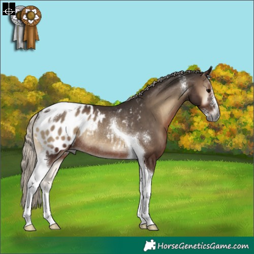 Horse Color:Gray Silver Blue Onyx Sabino Tobiano Appaloosa Rabicano