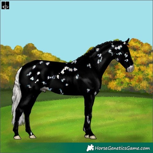 Horse Color:Gray Silver Brown Dun Sabino