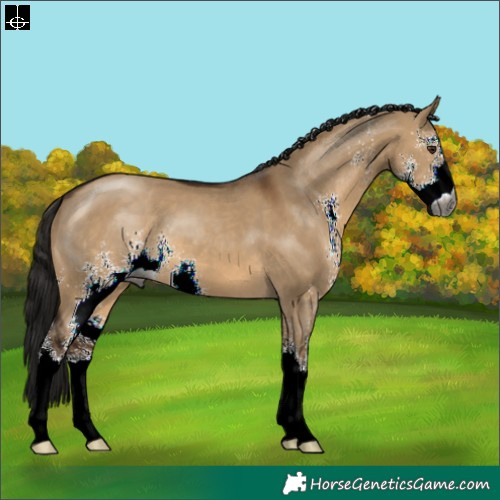 Horse Color:Gray Bay Dun Sabino 