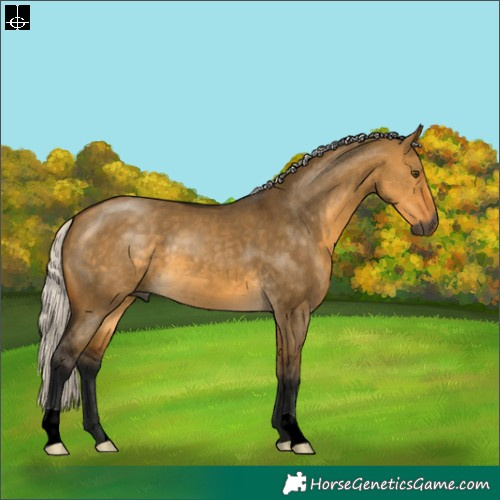 Horse Color:Gray Silver Buckskin Dun