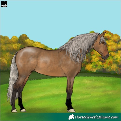 Horse Color:Gray Silver Bay Dun 