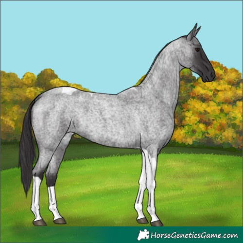 Horse Color:Smoky Blue Roan Tobiano 
