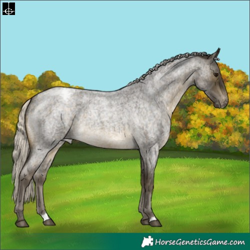 Horse Color:Silver Buckskin Roan Appaloosa 