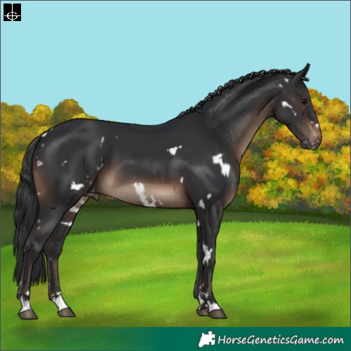 Horse Color:White Spotted Brown Appaloosa
