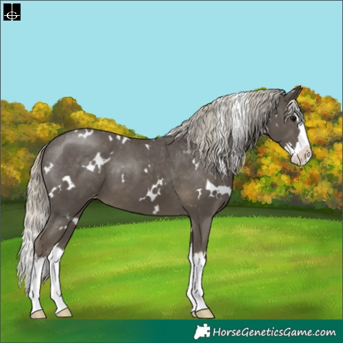 Horse Color:White Spotted Silver Smoky Black Splash Varnish 