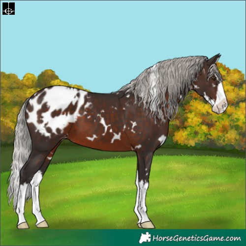 Horse Color:White Spotted Silver Brown Splash Appaloosa 