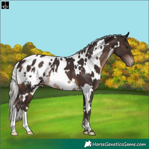 Horse Color:White Spotted Silver Brown Appaloosa 