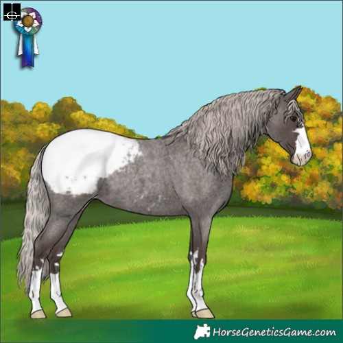 Horse Color:Silver Blue Roan Appaloosa
