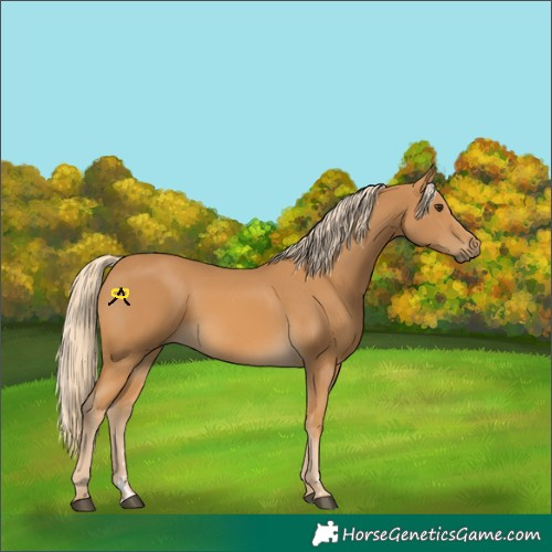 Horse Color:Palomino