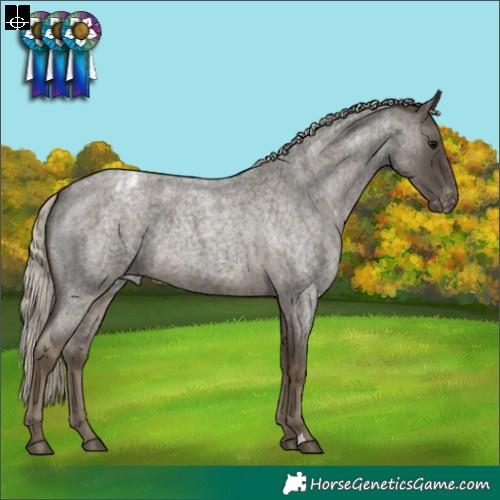 Horse Color:Silver Smoky Blue Roan Appaloosa
