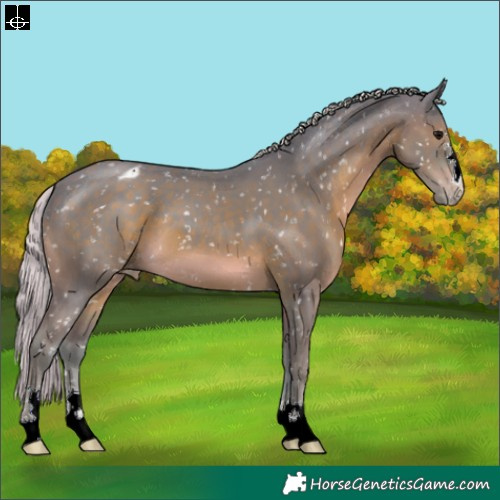 Horse Color:Watercolor Silver Black Appaloosa 