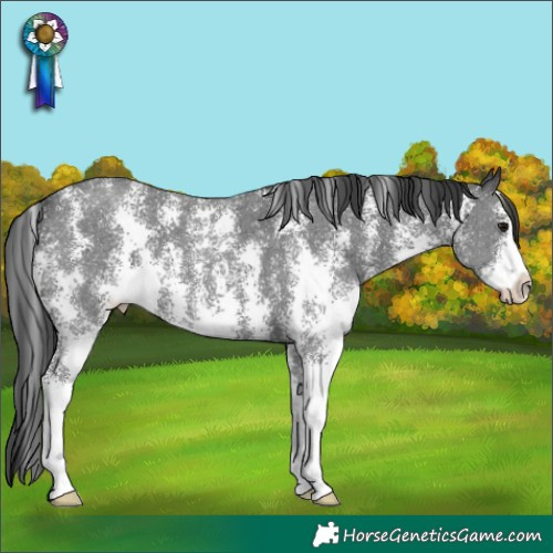 Horse Color:Black Sabino 