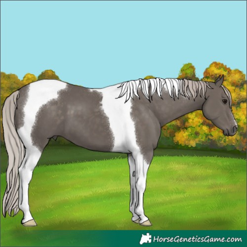 Horse Color:Silver Black Tobiano 