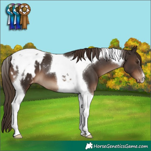 Horse Color:Liver Chestnut Tobiano Appaloosa 
