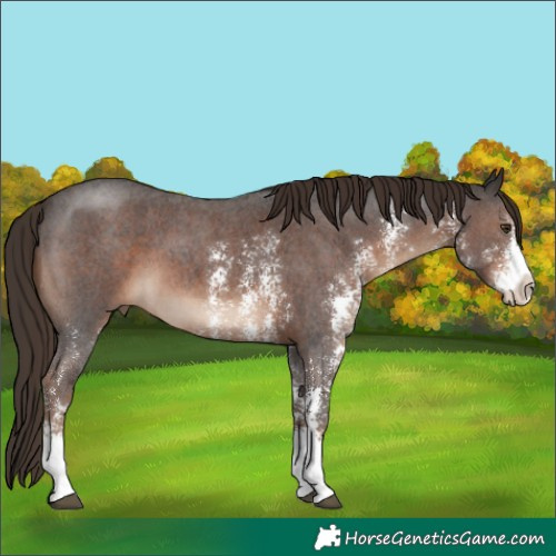 Horse Color:Liver Chestnut Sabino 