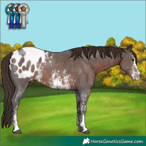 Horse Color:Liver Chestnut Sabino Appaloosa 