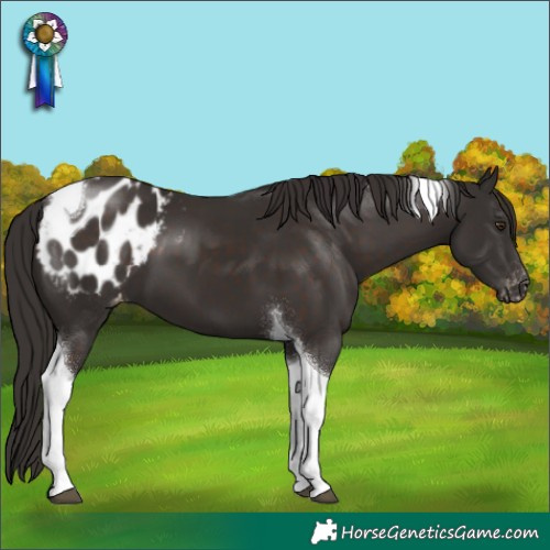 Horse Color:Liver Chestnut Tobiano Appaloosa 