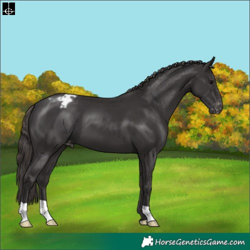 Horse Color:Smoky Black Appaloosa 