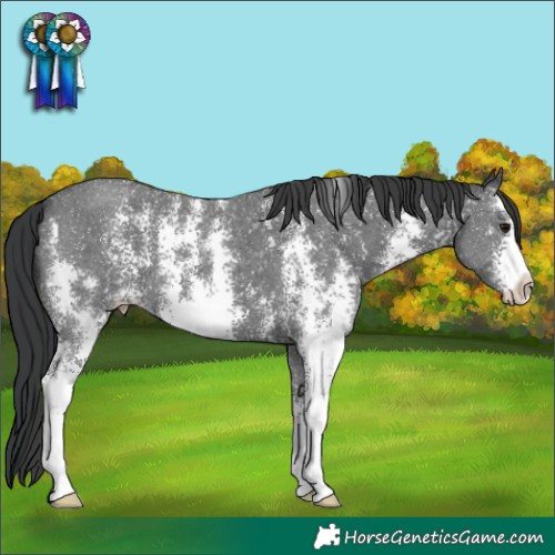 Horse Color:Black Sabino 